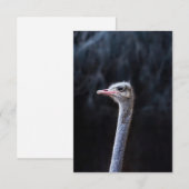 Struisvogelfotografie Kaart (Voorkant / Achterkant)