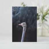 Struisvogelfotografie Kaart (Staand voorkant)