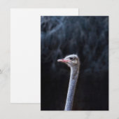 Struisvogelfotografie Kaart (Voorkant / Achterkant)