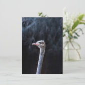 Struisvogelfotografie Kaart (Staand voorkant)