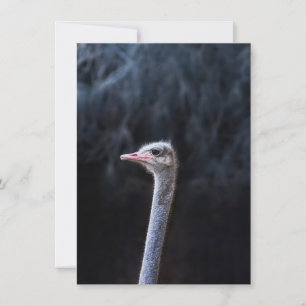 Struisvogelfotografie Kaart