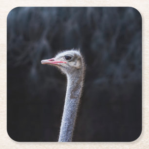 Struisvogelfotografie Kartonnen Onderzetters