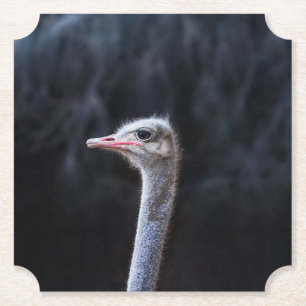 Struisvogelfotografie Kartonnen Onderzetters