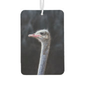 Struisvogelfotografie Luchtverfrisser (Achterkant)