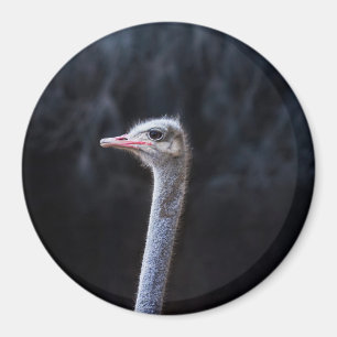Struisvogelfotografie Magneet
