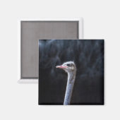 Struisvogelfotografie Magneet (Voorkant / Achterkant)