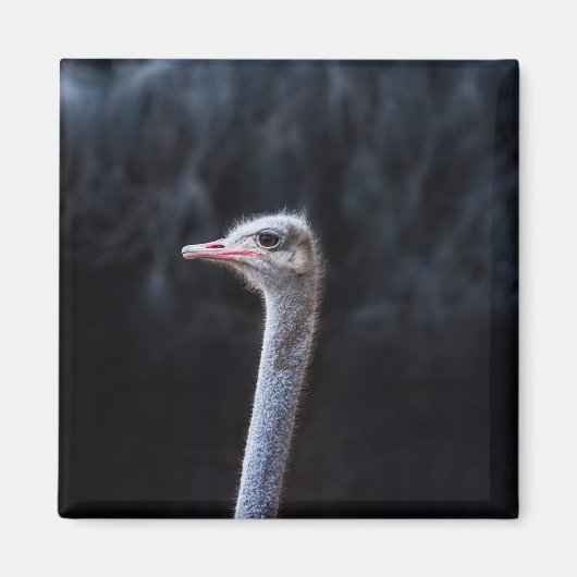 Struisvogelfotografie Magneet (Voorkant)