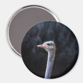 Struisvogelfotografie Magneet (Voorkant / Achterkant)