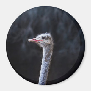 Struisvogelfotografie Magneet
