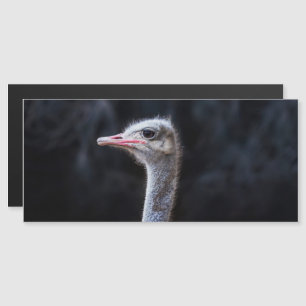 Struisvogelfotografie Magnetische Uitnodiging
