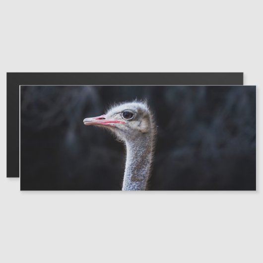 Struisvogelfotografie Magnetische Uitnodiging (Voorkant / Achterkant)