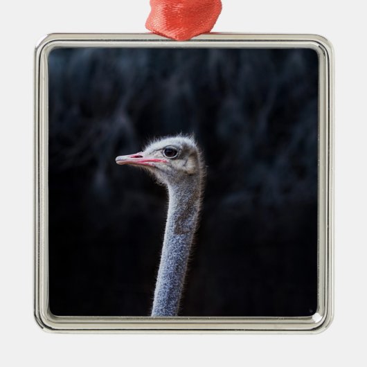 Struisvogelfotografie Metalen Ornament (Voorkant)