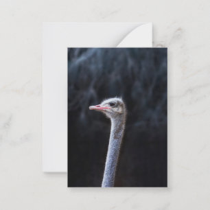 Struisvogelfotografie Notitiekaartje