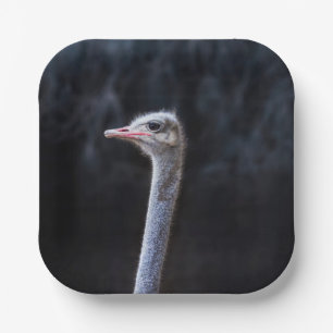 Struisvogelfotografie Papieren Bordje