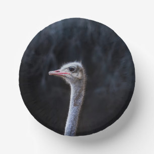 Struisvogelfotografie Papieren Kommen