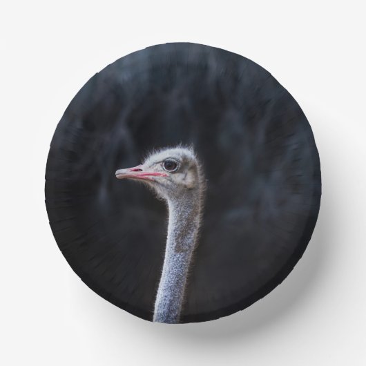 Struisvogelfotografie Papieren Kommen (Voorkant)
