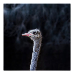 Struisvogelfotografie Perfect Poster