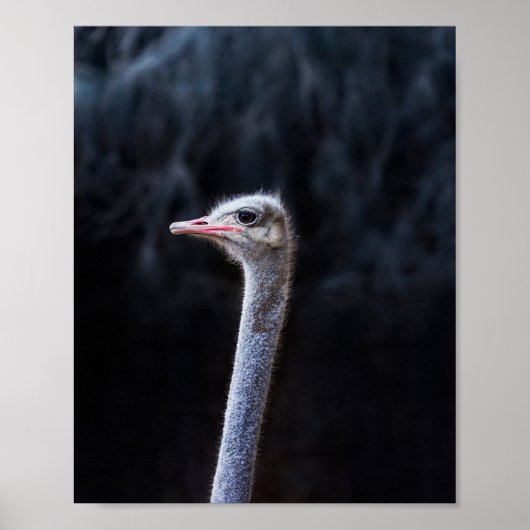 Struisvogelfotografie Poster (Voorkant)