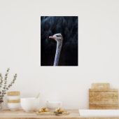 Struisvogelfotografie Poster (Keuken)