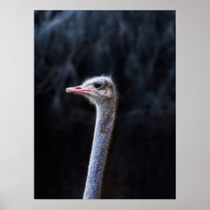 Struisvogelfotografie Poster