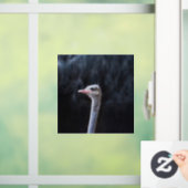 Struisvogelfotografie Raamsticker (Huis)