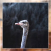Struisvogelfotografie Raamsticker (Vel 2)