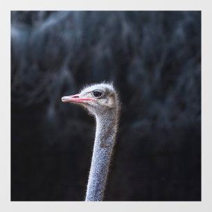 Struisvogelfotografie Raamsticker