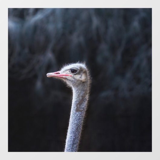 Struisvogelfotografie Raamsticker (Vel)