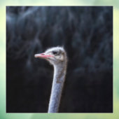 Struisvogelfotografie Raamsticker (Vel 3)
