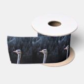 Struisvogelfotografie Satijnen Lint (Spoel)