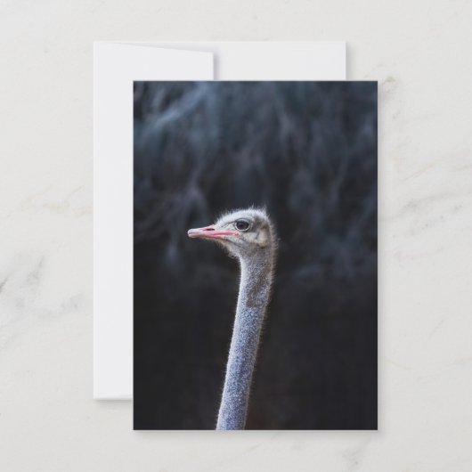Struisvogelfotografie Save The Date (Voorkant)