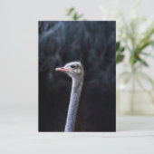 Struisvogelfotografie Save The Date (Staand voorkant)