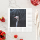 Struisvogelfotografie Servet (Insitu)