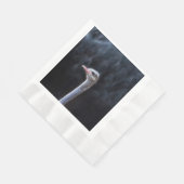 Struisvogelfotografie Servet (Hoek)