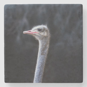 Struisvogelfotografie Stenen Onderzetter