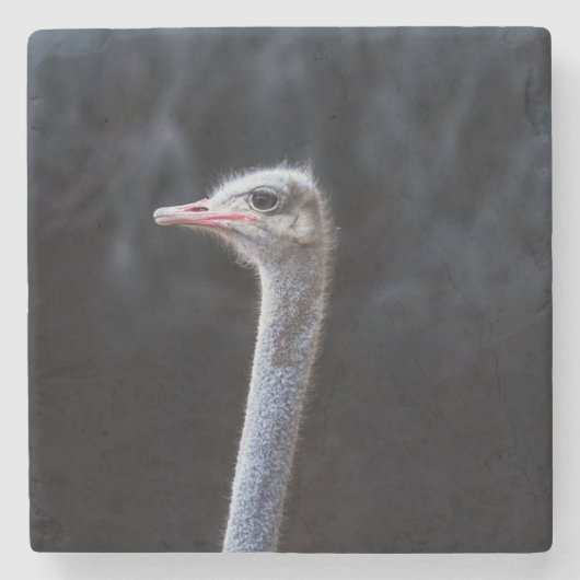 Struisvogelfotografie Stenen Onderzetter (Voorkant)