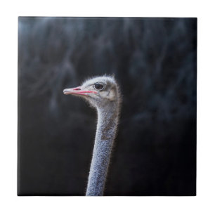 Struisvogelfotografie Tegeltje