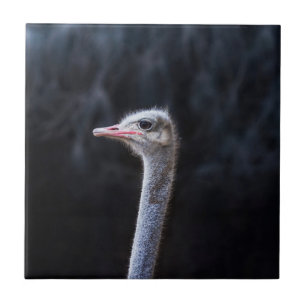 Struisvogelfotografie Tegeltje