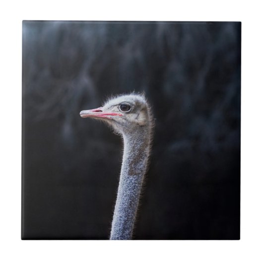 Struisvogelfotografie Tegeltje (Voorkant)