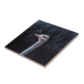 Struisvogelfotografie Tegeltje (Zijkant)