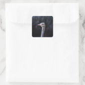 Struisvogelfotografie Vierkante Sticker (Tas)