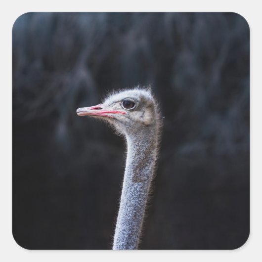 Struisvogelfotografie Vierkante Sticker (Voorkant)