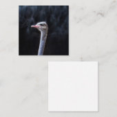 Struisvogelfotografie Vierkante Visitekaartje (Voorkant / Achterkant)
