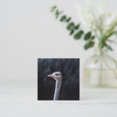 Struisvogelfotografie Vierkante Visitekaartje (Staand voorkant)