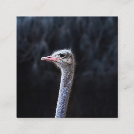 Struisvogelfotografie Vierkante Visitekaartje (Voorkant)
