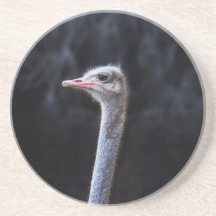 Struisvogelfotografie Zandsteen Onderzetter