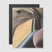 struisvogelmagneet voor auto's (Voorkant / Achterkant)