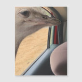 struisvogelmagneet voor auto's (Voorkant)