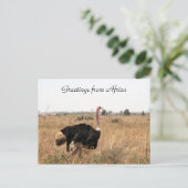 struisvogels briefkaart (Staand voorkant)