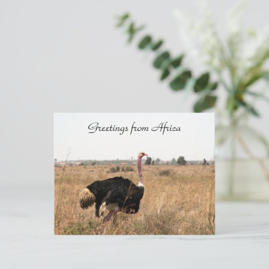 struisvogels briefkaart (Staand voorkant)